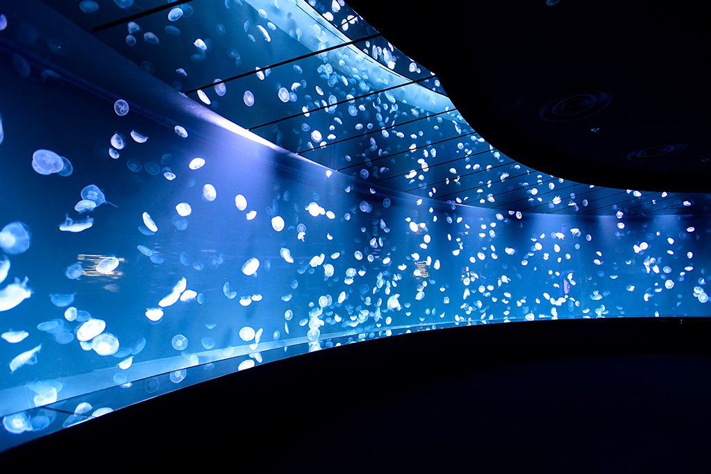 「海月空感」のクラゲ/サンシャイン水族館(東京都/豊島区)