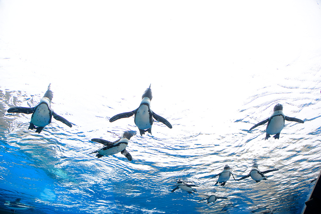 天空のペンギン/サンシャイン水族館(東京都/豊島区)
