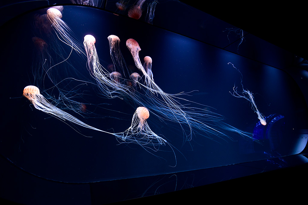 「海月空感」のクラゲ/サンシャイン水族館(東京都/豊島区)