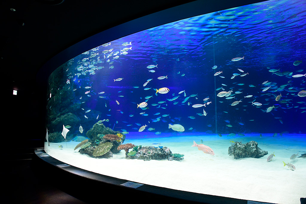 大水槽サンシャインラグーン/サンシャイン水族館(東京都/豊島区)