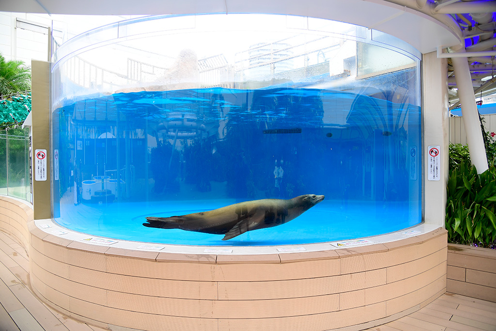 サンシャイン水族館のアシカ(東京都/豊島区)