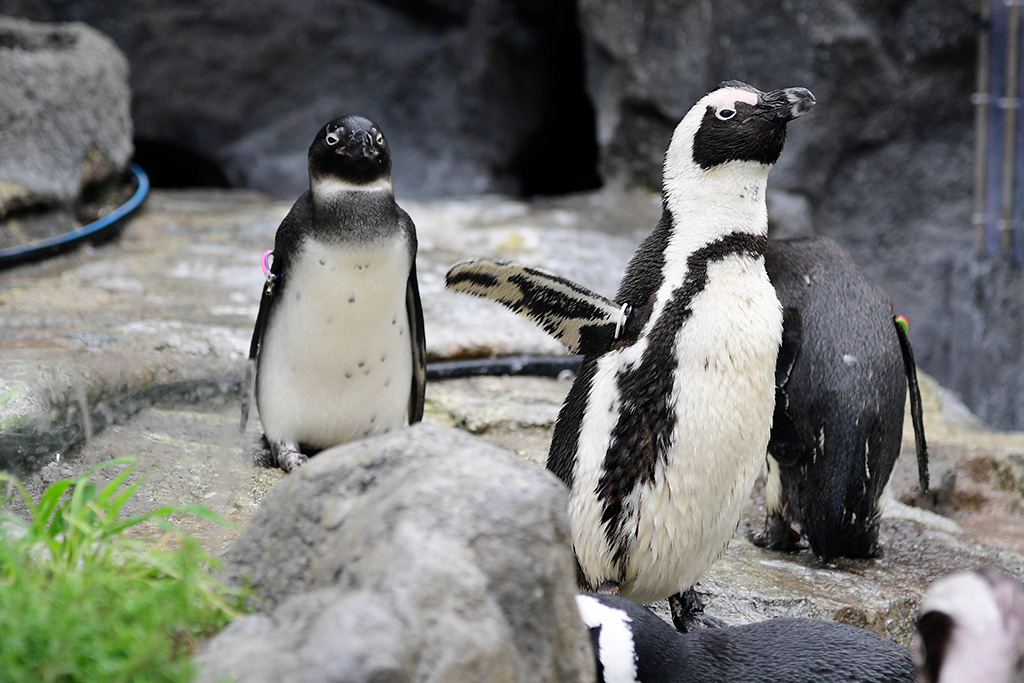 サンシャイン水族館のペンギン(東京都/豊島区)