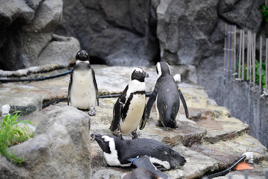 サンシャイン水族館のペンギン(東京都/豊島区)