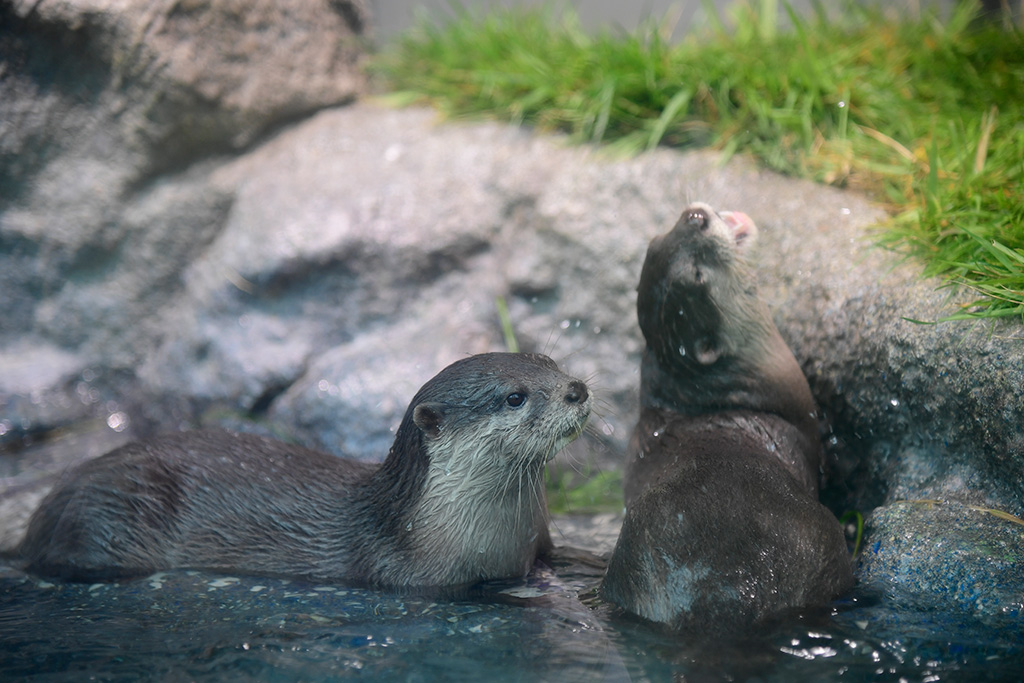 サンシャイン水族館のコツメカワウソ(東京都/豊島区)