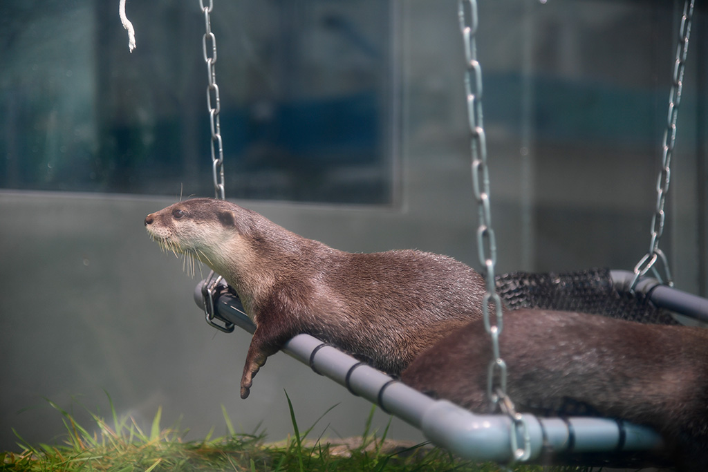 サンシャイン水族館のコツメカワウソ(東京都/豊島区)