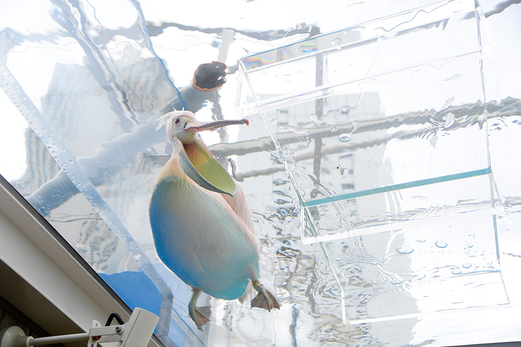 サンシャイン水族館のモモイロペリカン(東京都/豊島区)