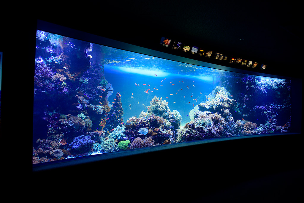 サンゴ礁の海/サンシャイン水族館(東京都/豊島区)