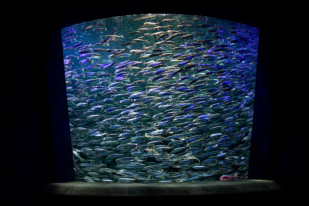 サンシャイン水族館のイワシの大群(東京都/豊島区)