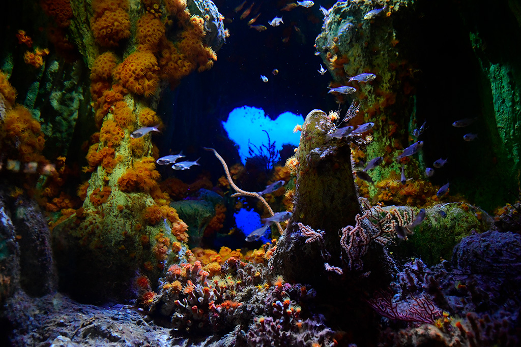 海底の洞窟を再現した水槽/サンシャイン水族館(東京都/豊島区)