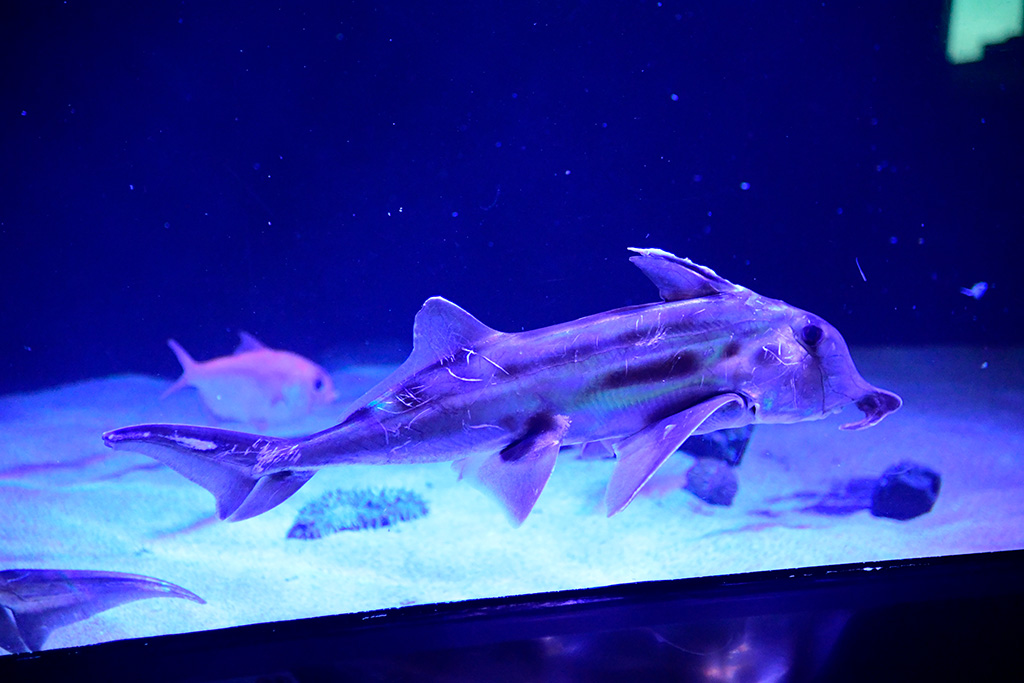 サンシャイン水族館のゾウギンザメ(東京都/豊島区)