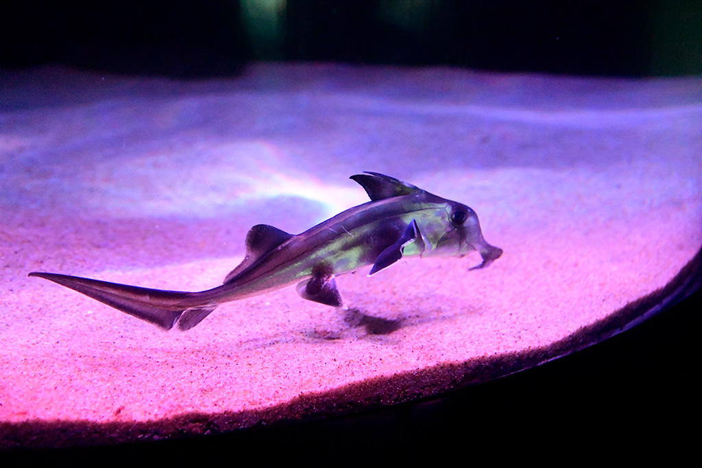 ゾウギンザメの赤ちゃん/サンシャイン水族館(東京都/豊島区)
