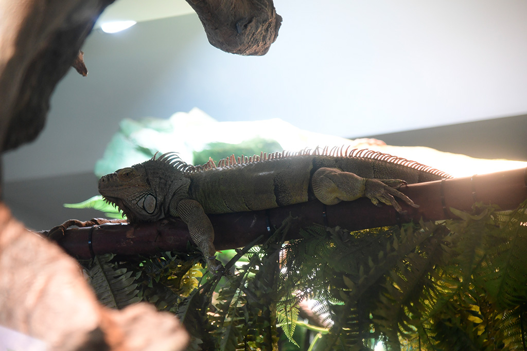 サンシャイン水族館のグリーンイグアナ(東京都/豊島区)