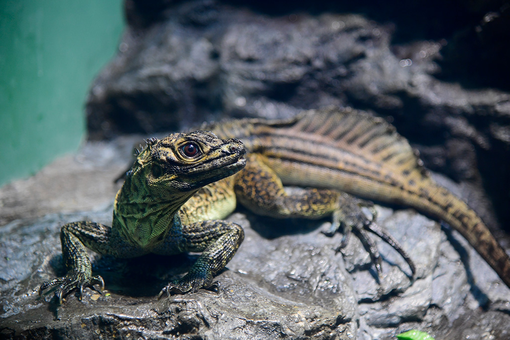 サンシャイン水族館のフィリピンホカケトカゲ(東京都/豊島区)