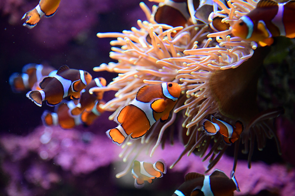 サンシャイン水族館のクマノミ(東京都/豊島区)
