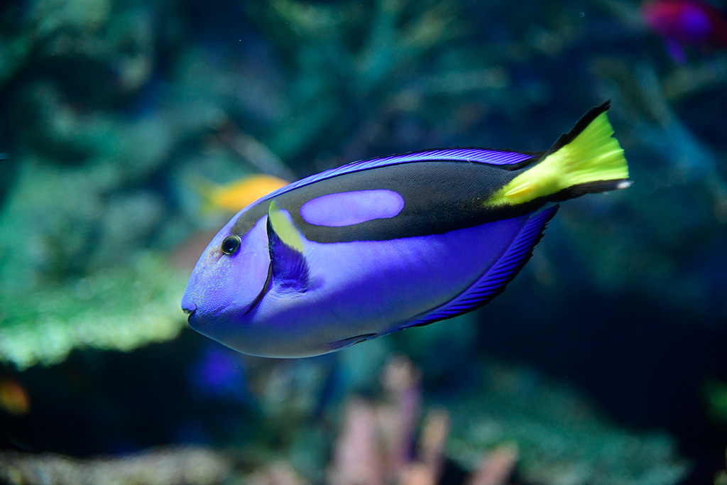 サンシャイン水族館のナンヨウハギ(東京都/豊島区)