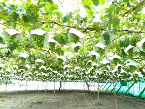 石和温泉（山梨）の豊玉園でぶどう・シャインマスカット狩り！種類豊富・食べ放題・安い！