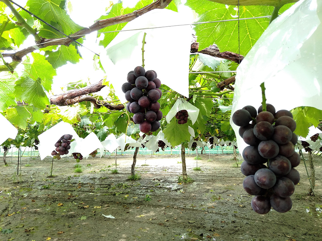豊玉園のブドウ（山梨県/笛吹市）