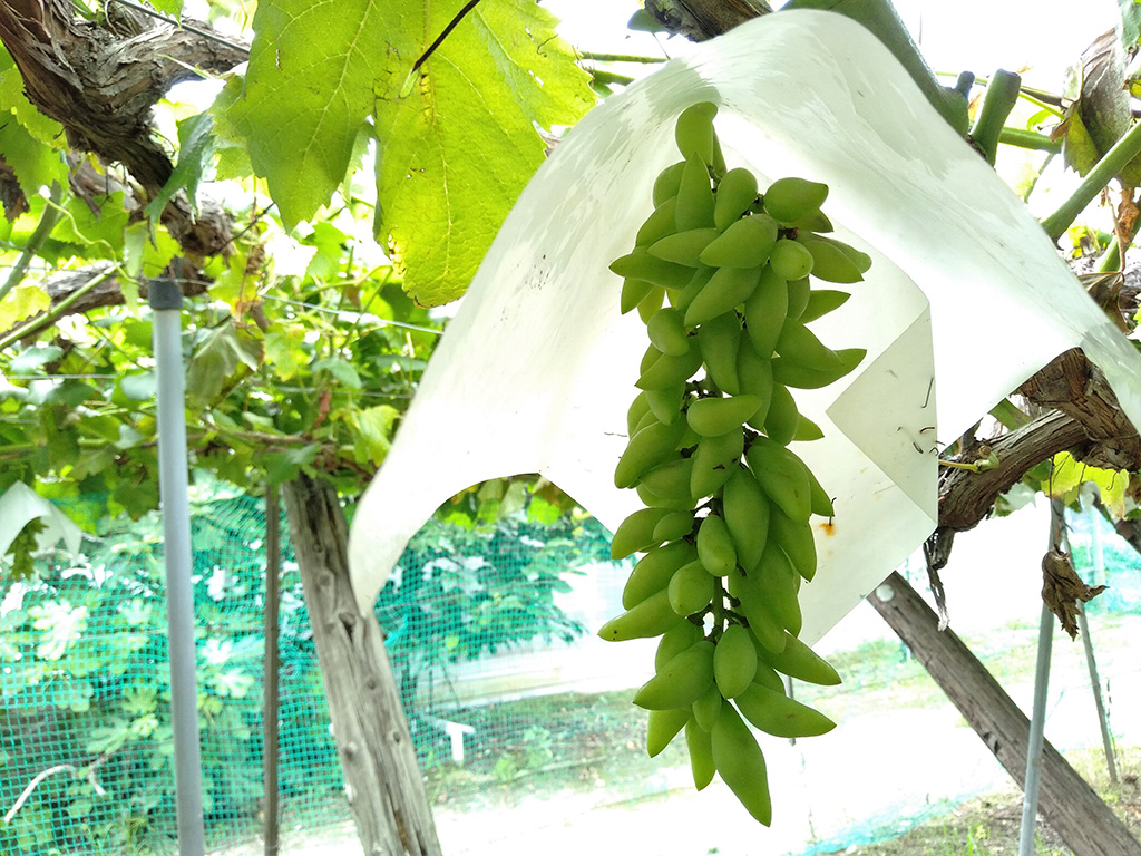 豊玉園のブドウ（山梨県/笛吹市）