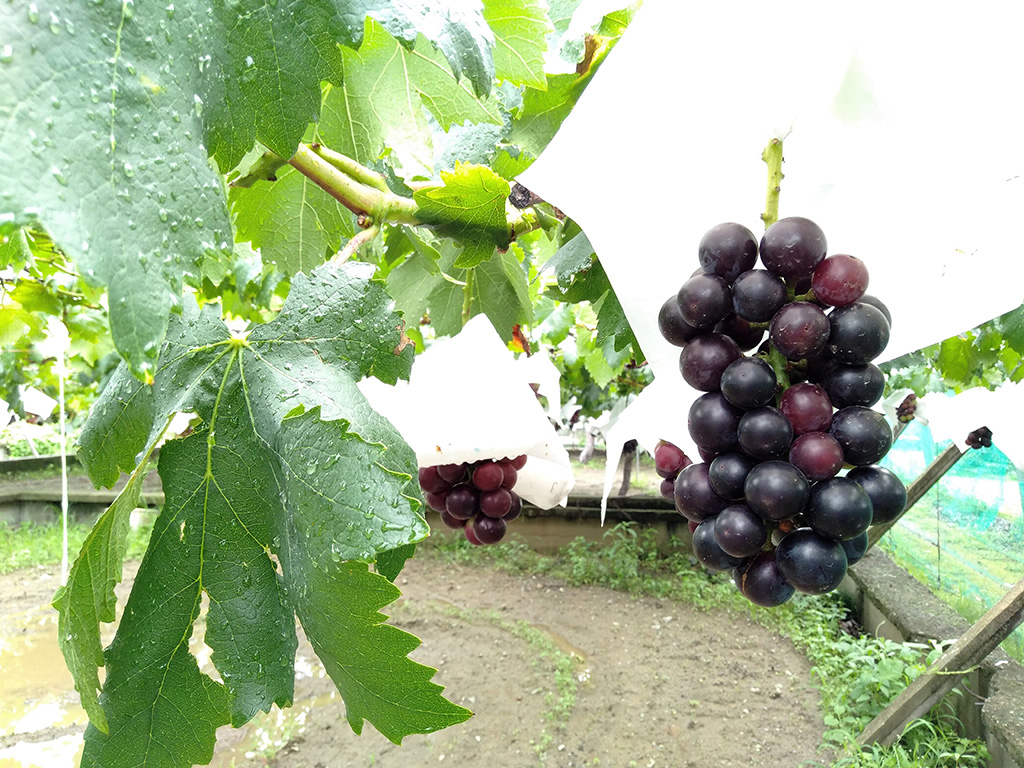 豊玉園のブドウ（山梨県/笛吹市）