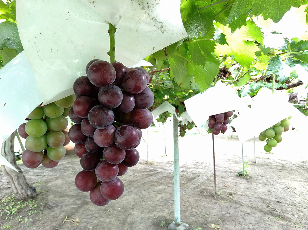 豊玉園のブドウ（山梨県/笛吹市）