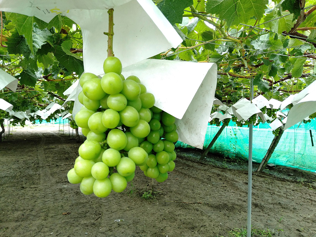 豊玉園のブドウ（山梨県/笛吹市）