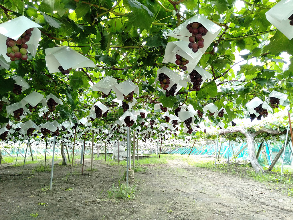 豊玉園のブドウ（山梨県/笛吹市）