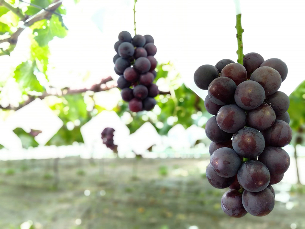 豊玉園のブドウ（山梨県/笛吹市）
