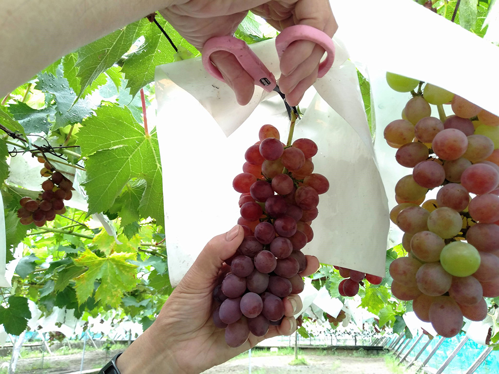 ブドウのカットの仕方/豊玉園（山梨県/笛吹市）
