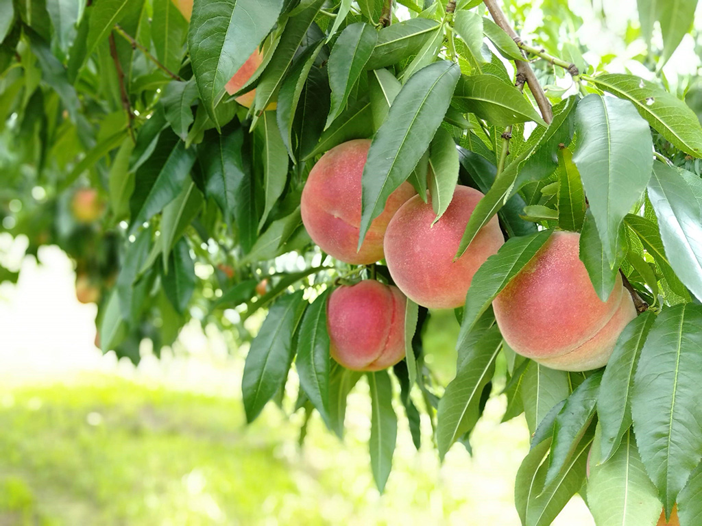 豊玉園の桃（山梨県/笛吹市）