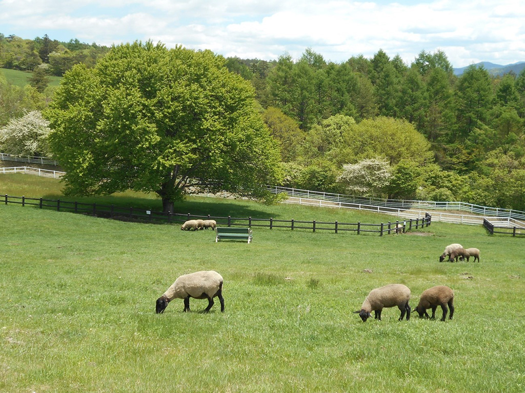 放牧されているヒツジたち/山梨県立まきば公園（山梨県/北杜市）