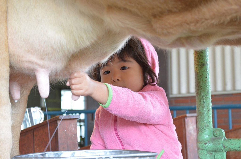 乳牛の乳搾り体験/那須りんどう湖レイクビュー（栃木県/那須塩原市）