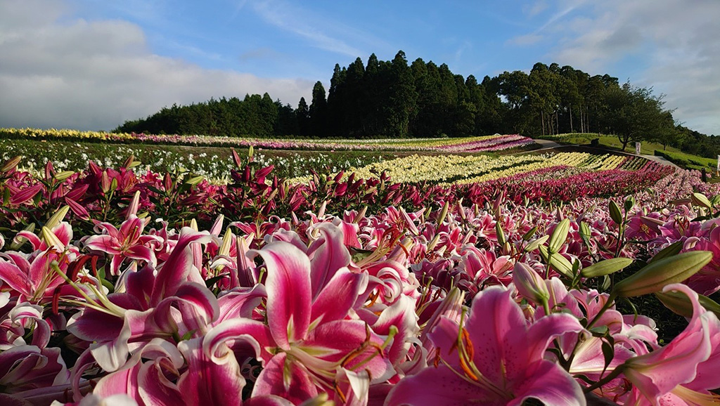 東京ドイツ村のユリ（千葉県/袖ケ浦市）