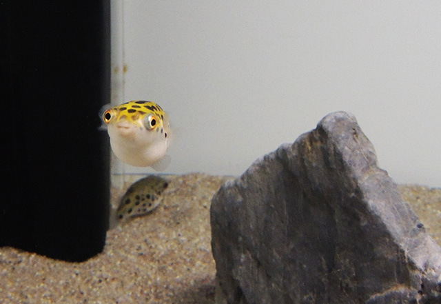 ミドリフグ/マクセル アクアパーク品川(東京都/港区)