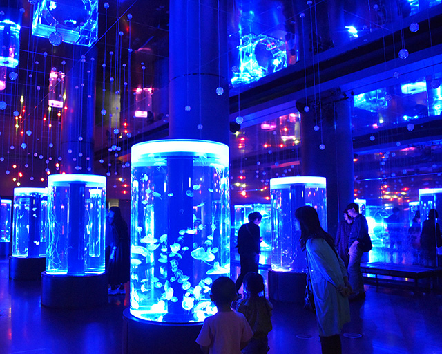 ジェリーフィッシュランブル/マクセル アクアパーク品川(東京都/港区)