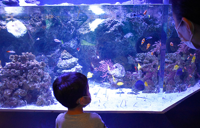 カクレクマノミやキイロハギなどが泳ぐ水槽/マクセル アクアパーク品川(東京都/港区)