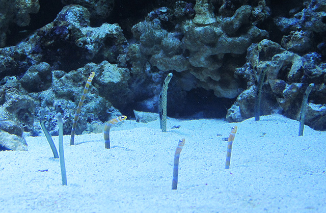 チンアナゴとニシキアナゴ/マクセル アクアパーク品川(東京都/港区)