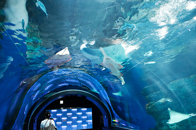 ワンダーチューブ/マクセル アクアパーク品川(東京都/港区)