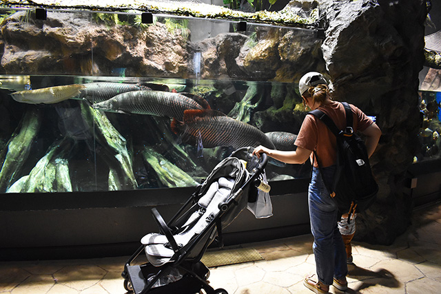 アクアジャングル/マクセル アクアパーク品川(東京都/港区)