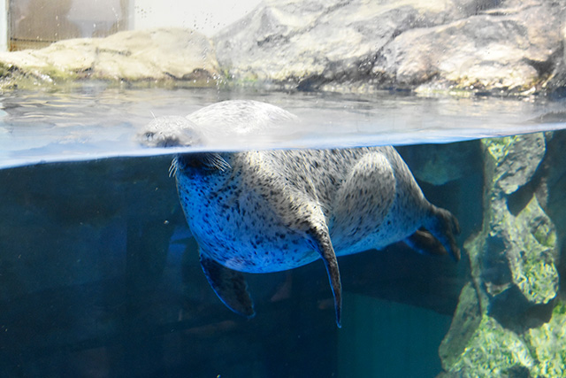 ゴマフアザラシ/マクセル アクアパーク品川(東京都/港区)