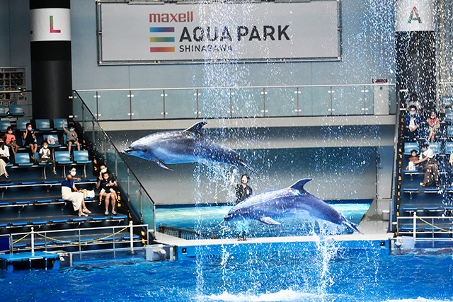 ドルフィンパフォーマンス デイバージョン/マクセル アクアパーク品川(東京都/港区)