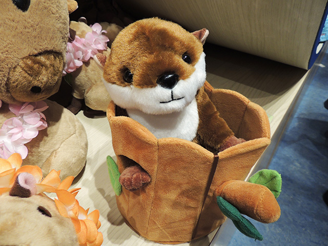 品川コツメのおうち/マクセル アクアパーク品川(東京都/港区)