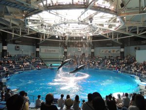 マクセル アクアパーク品川を取材！子連れの楽しみ方やグッズ、人気者ベスト10など