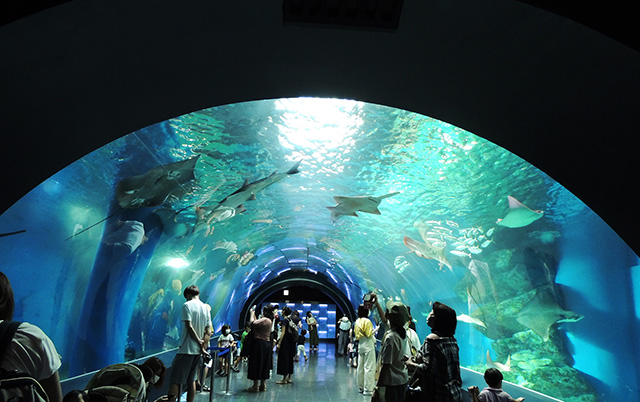 マンタやエイたちが泳ぐ人気ゾーン/マクセル アクアパーク品川(東京都/港区)