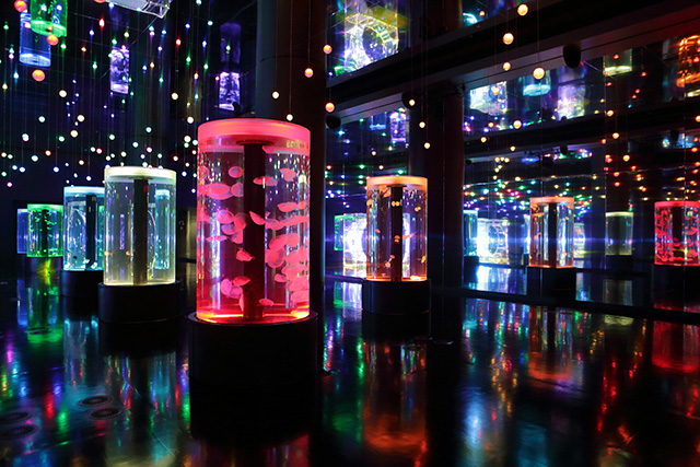 幻想的なクラゲの空間/マクセル アクアパーク品川(東京都/港区)