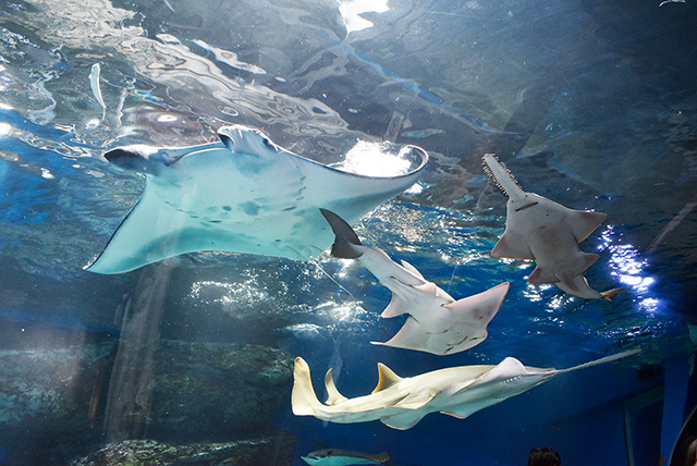 ワンダーチューブの巨大な魚たち/マクセル アクアパーク品川(東京都/港区)