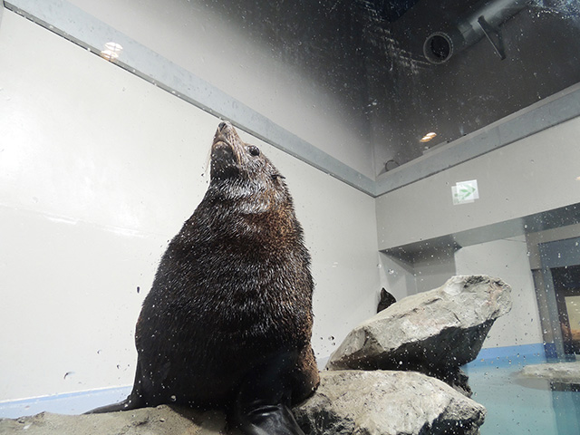 ミナミアメリカオットセイ/マクセル アクアパーク品川(東京都/港区)