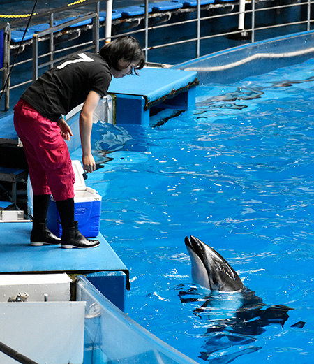 トレーナーさんとカマイルカマクセル アクアパーク品川(東京都/港区)