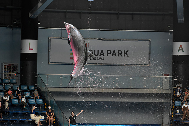 バンドウイルカのジャンプ/マクセル アクアパーク品川(東京都/港区)
