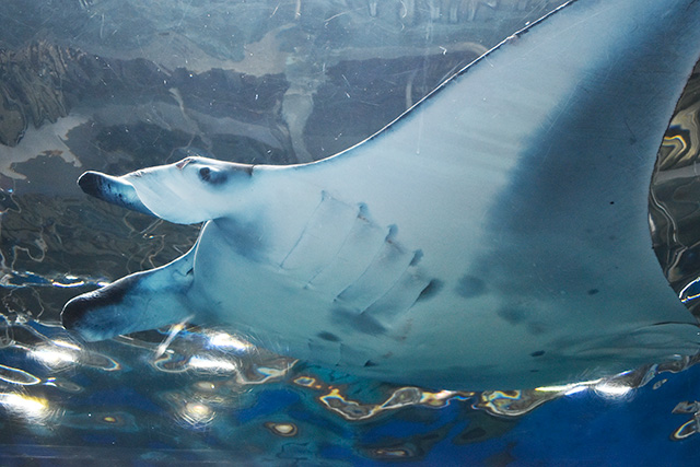 ナンヨウマンタ/マクセル アクアパーク品川(東京都/港区)
