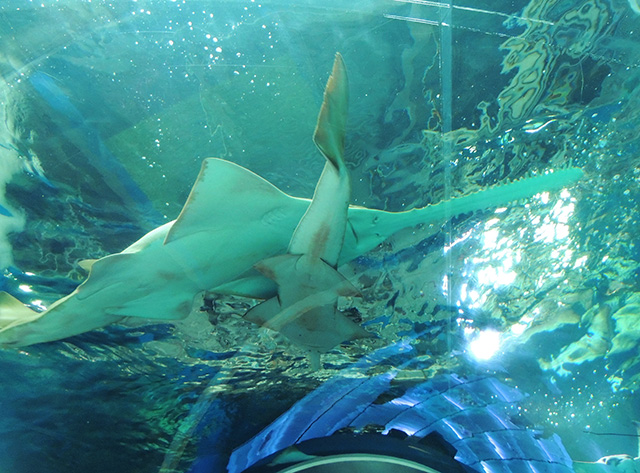 グリーンソーフィッシュとドワーフソーフィッシュ/マクセル アクアパーク品川(東京都/港区)